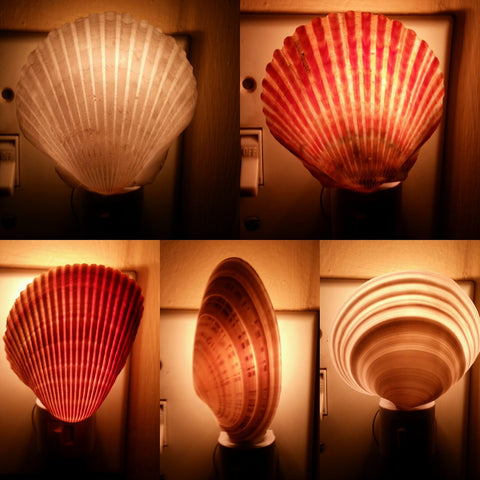 Sea Shell Night Light